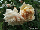 Fernand Tanne rose photo