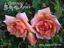 Madame Edouard Herriot, Cl. rose photo