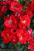 Baantjer roos rose photo