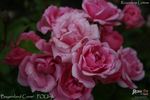 Bayernland Cover ™ rose photo