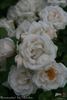 Brautzauber ® rose photo
