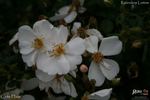 Cute Haze rose photo