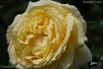 Diamonds Forever rose photo
