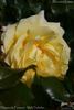 Diamonds Forever rose photo