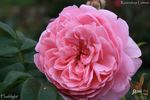 Flashlight rose photo