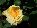 Claudia Cardinale ® rose photo