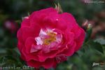 Lipstick 'n' Lace rose photo