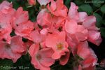 Pink Blanket rose photo