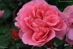 Playrose ® rose photo