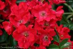 Sommerabend ® rose photo