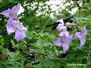 Emilia Plater clematis photo