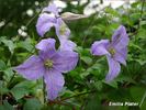 Emilia Plater clematis photo