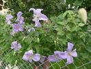 Emilia Plater clematis photo