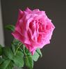 Cento Qaranta rose photo