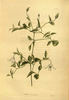 <i>C. campaniflora</i> Brot. clematis photo