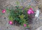Britannia rose photo