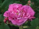Arlequin rose photo