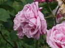 Adrienne de Cardoville rose photo