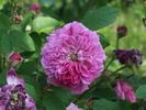 Fleur de Peltier rose photo
