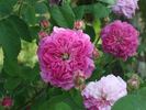Fleur de Peltier rose photo