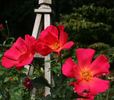 Excite rose photo