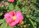Nuit d'Été rose photo