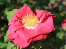 Nuit d'Été rose photo