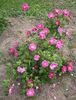 Nuit d'Été rose photo