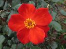 Playtime ™ rose photo