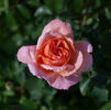 Marí Dot rose photo