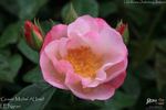 Gravin Michel d'Ursel rose photo