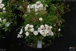 Popcorn rose photo