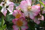 Robe Fleurie rose photo