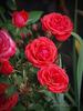 Flirting Palace rose photo