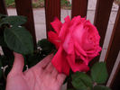 Bambey rose photo