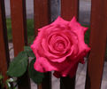 Bambey rose photo