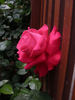 Bambey rose photo