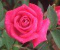 Chelsea Belle rose photo