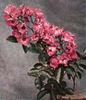 Coquina rose photo