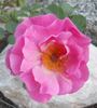 Muriel rose photo
