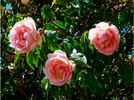 Comtesse de Woronzoff rose photo