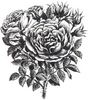 Kaiserin des Nordens rose photo