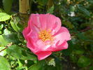 April Mooncrest rose photo