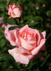 Victor Borge rose photo