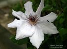 Snow Queen clematis photo