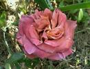 Léonidas rose photo