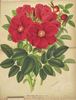 <i>Rosa Regeliana</i> Linden et André Synonym rose photo