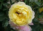 Blushed Yellow rose photo