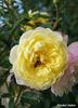 Blushed Yellow rose photo