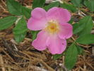 Commander Gillette rose photo